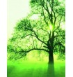 Un arbre en Algérie