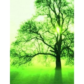 Un arbre en Algérie