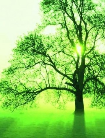 Un arbre en Algérie